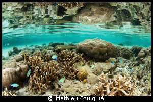 aquarium_Misool eco resort by Mathieu Foulquié 